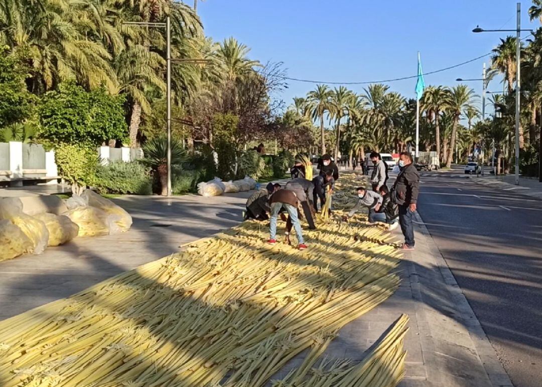 “La palma blanca más grande del mundo”