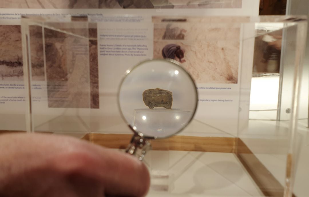 La réplica del diente encontrado en Orce (Granada) con 1&#039;4 millones de años que se expone en la exposición &#039;Orígenes en el Altiplano granadino&#039; de la UGR