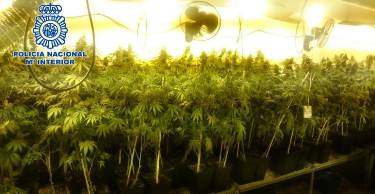 Invernadero con las 342 plantas de marihuana que se ha incautado la Policía Nacional en Linares.