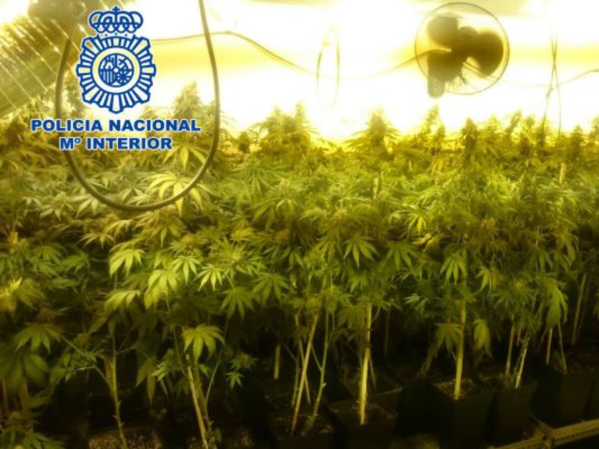 La Policía Nacional se incauta 342 plantas de marihuana en Linares