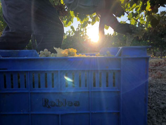 Vendimia de Bodegas Robles