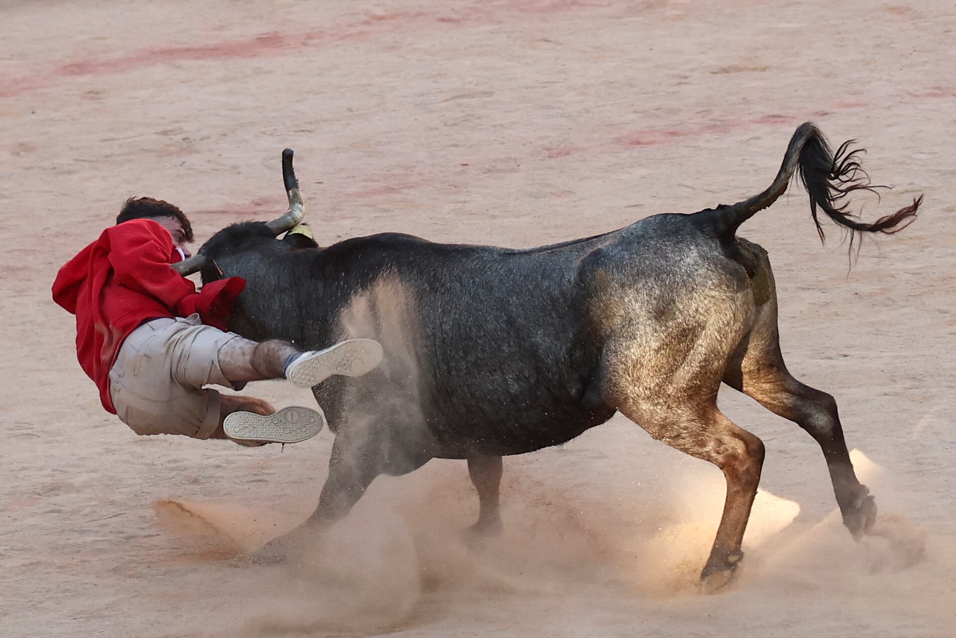 Tradicional suelta de vaquillas en la Plaza de Toros de Pamplona durante el séptimo encierro de los Sanfermines