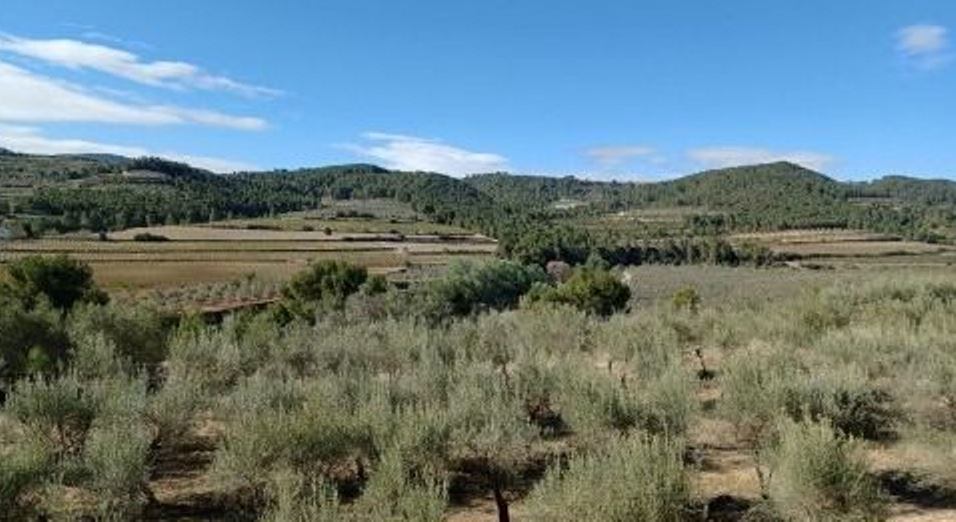 Zona afectada en Moixent por el nuevo proyecto