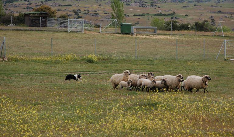 Además de una práctica de trashumancia los menores participantes asistirán a una exhibición de pastoreo con perro