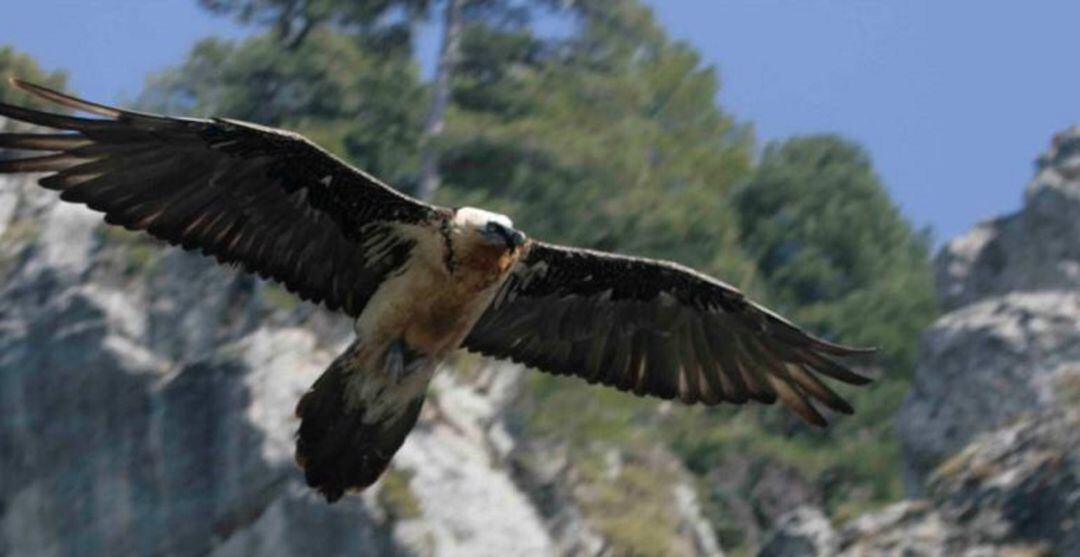 Avistamiento de aves rapaces carroñeras