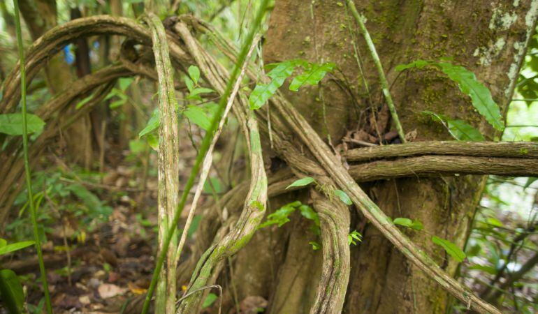 Planta de Ayahuasca