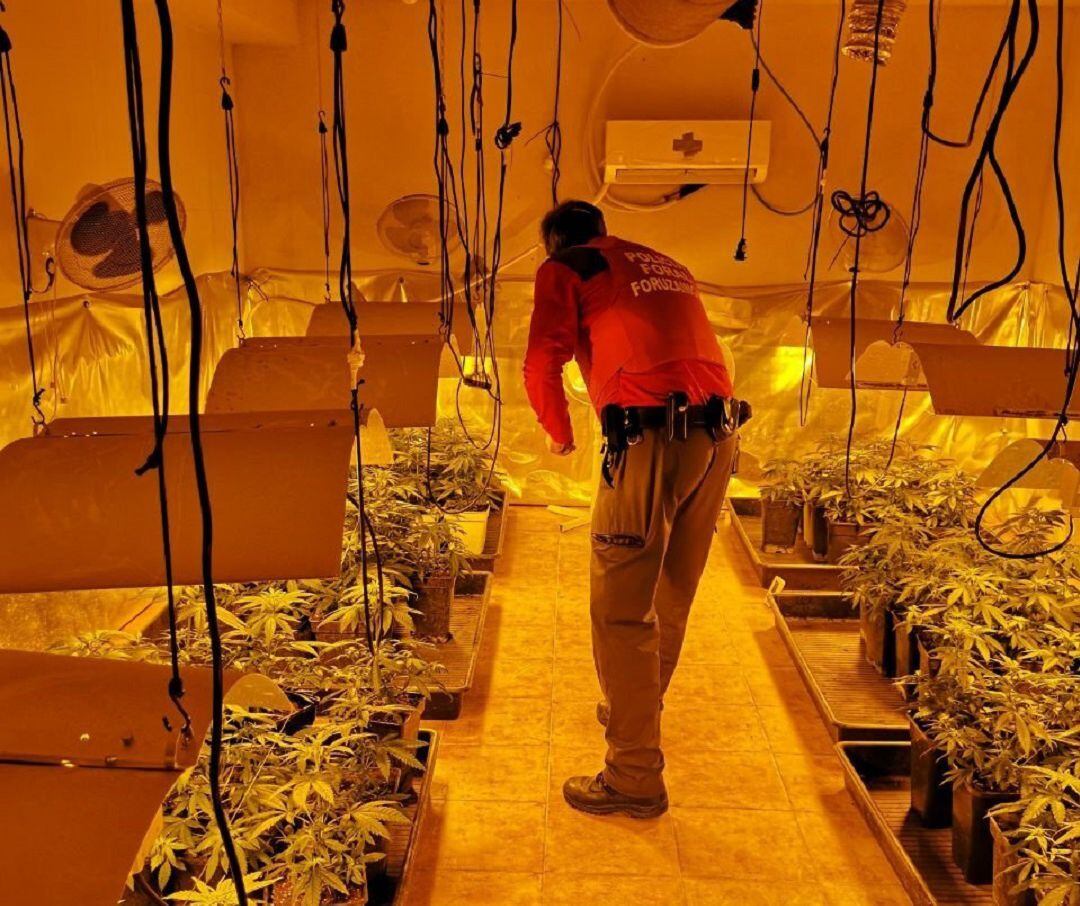 Detenido en Orkoien por cultivar 134 plantas de marihuana y por defraudación de fluido eléctrico