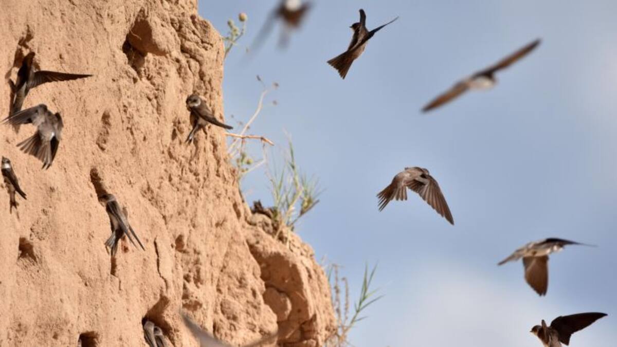 Grave agresión a una colonia de avión zapador y abejaruco común en Alcolea de Tajo