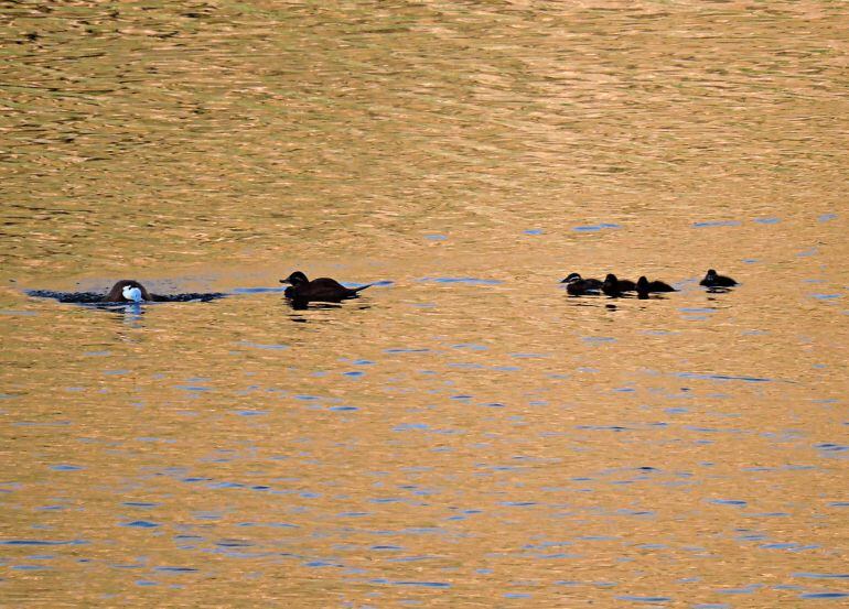 Malvasía cabeciblanca en el pantano