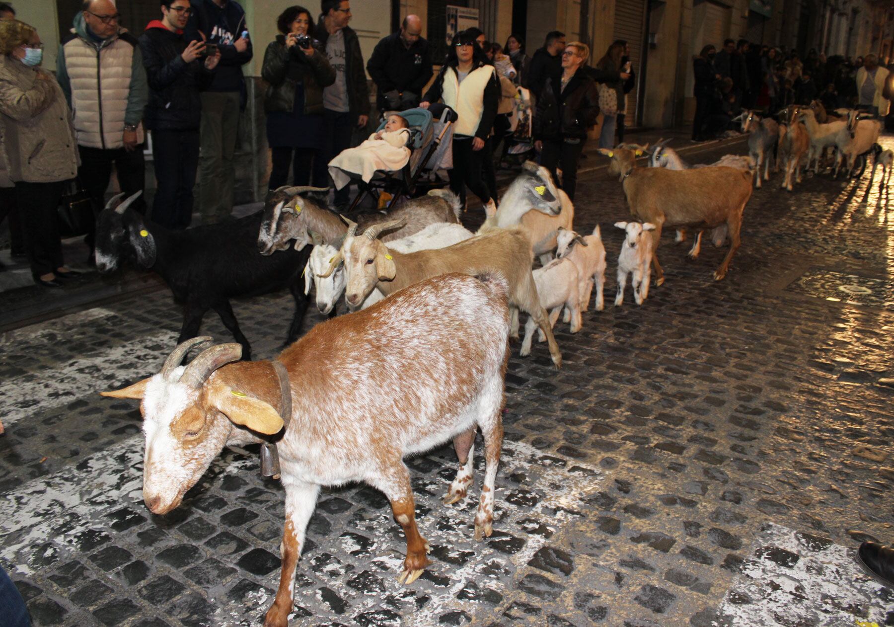 La comitiva de Les Pastoretes la tancava un ramat d'ovelles