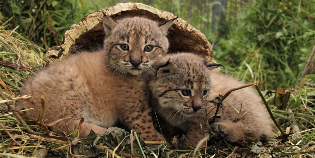 Cachorros de lince ibérico nacidos en La Olivilla, Santa Elena.