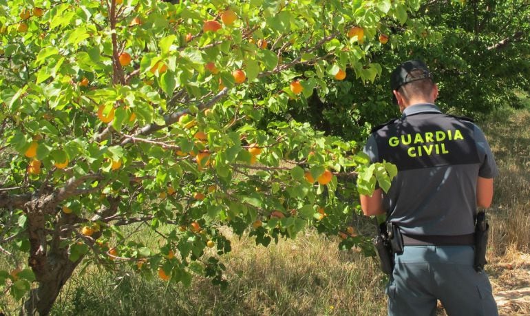 Finca jumillana con cultivos clandestinos de albaricoque de la variedad &quot;Albasol&quot;