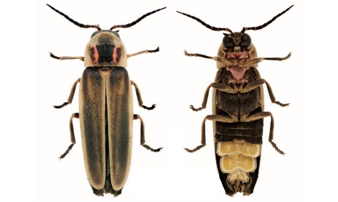 Imatge a la cuca de llum