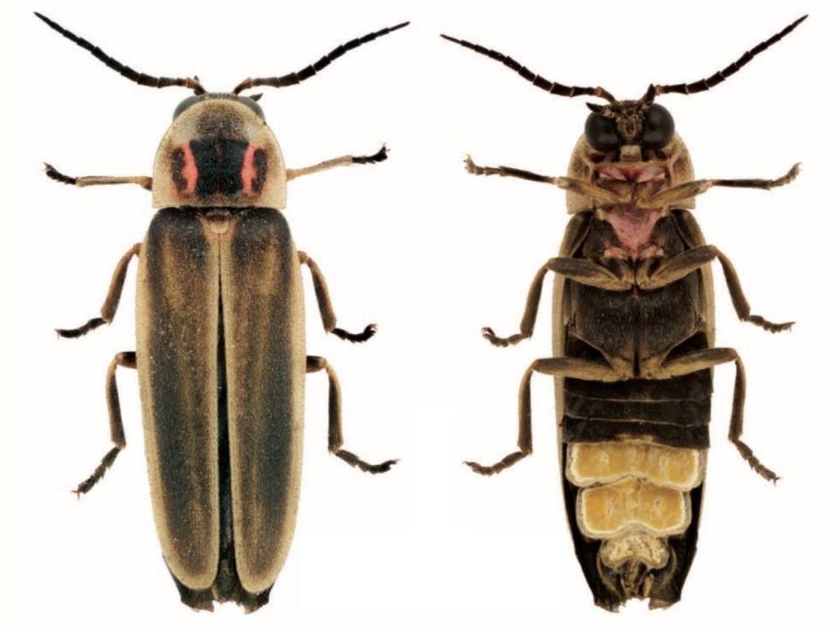 Troben una cuca de llum exòtica a la demarcació