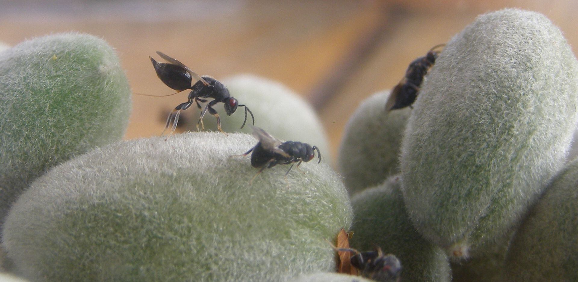 Imagen de archivo de la avispilla del almendro