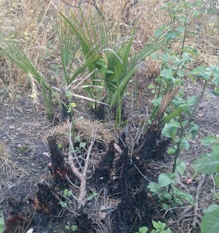 Palmitos brotando en la zona afectada por el incendio