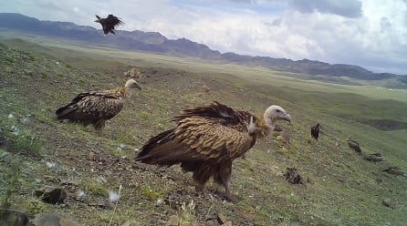 Aves carroñeras en el desierto del Gobi, Mongolia