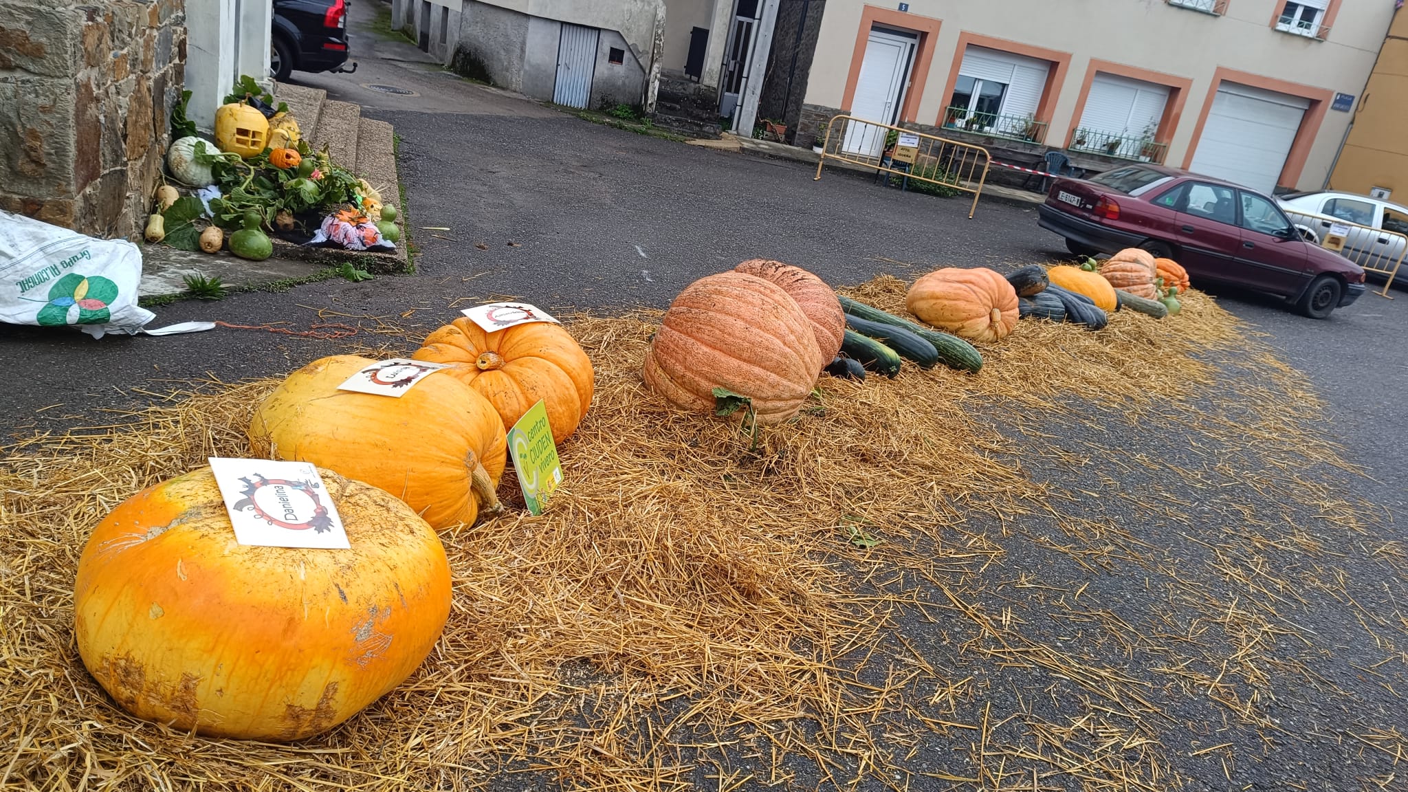 Calabazas en Igüeña 2024