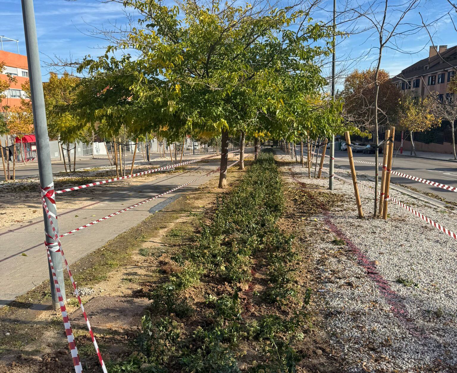 Los ejemplares repuestos consisten en un ejemplar de Cinamono, Acacia negra y Morera sin frutos, ubicados en calle Río Tajo, el paseo de las Camelias y Juan Pablo II