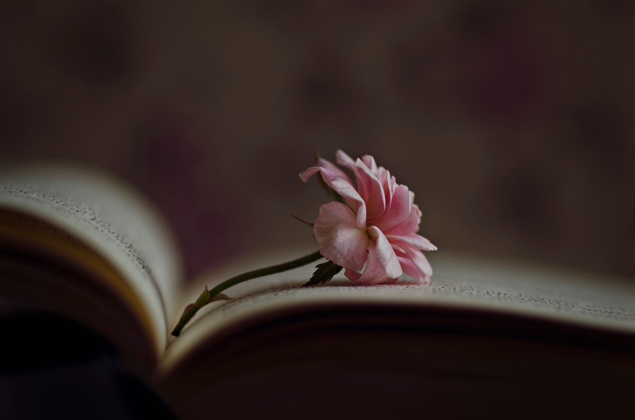 Voz, es el primer poemario de Laura Gámez.