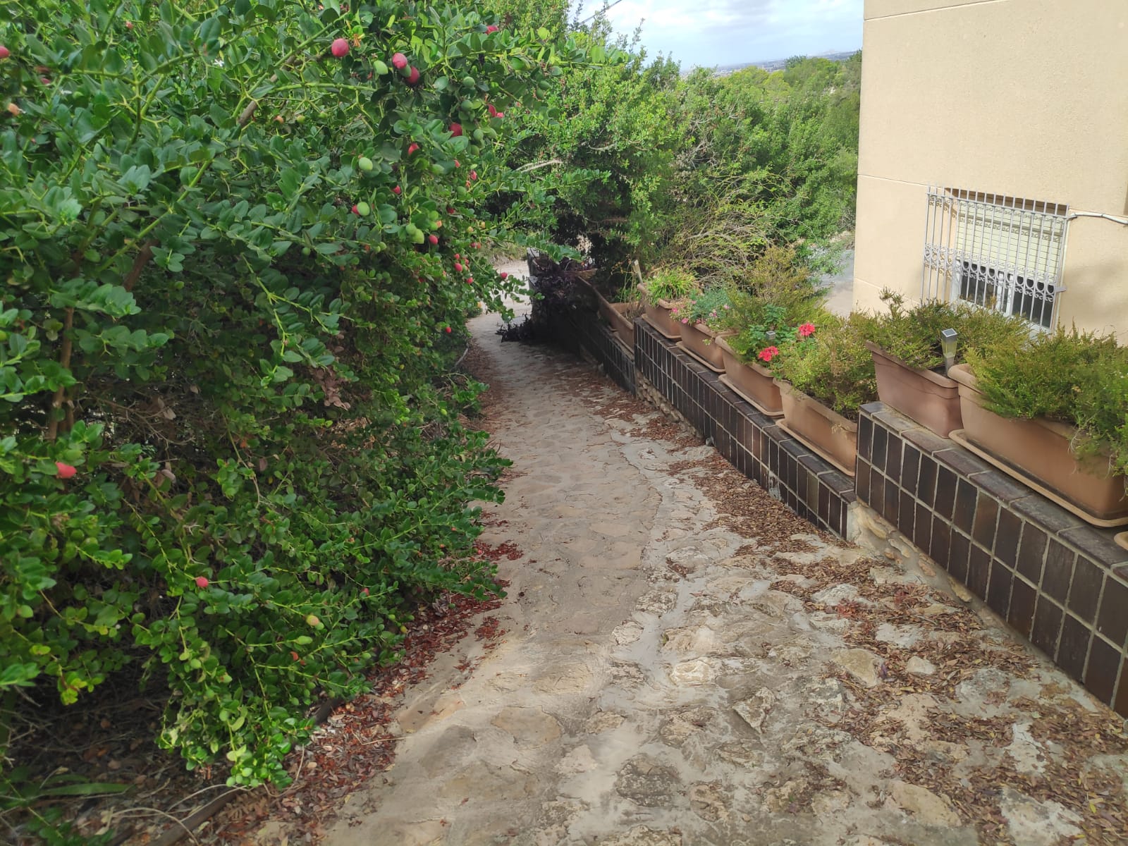 bosque primigenio con semillas autóctonas y de muchos lugares del mundo, ubicado en la zona de Canteras de Cartagena.