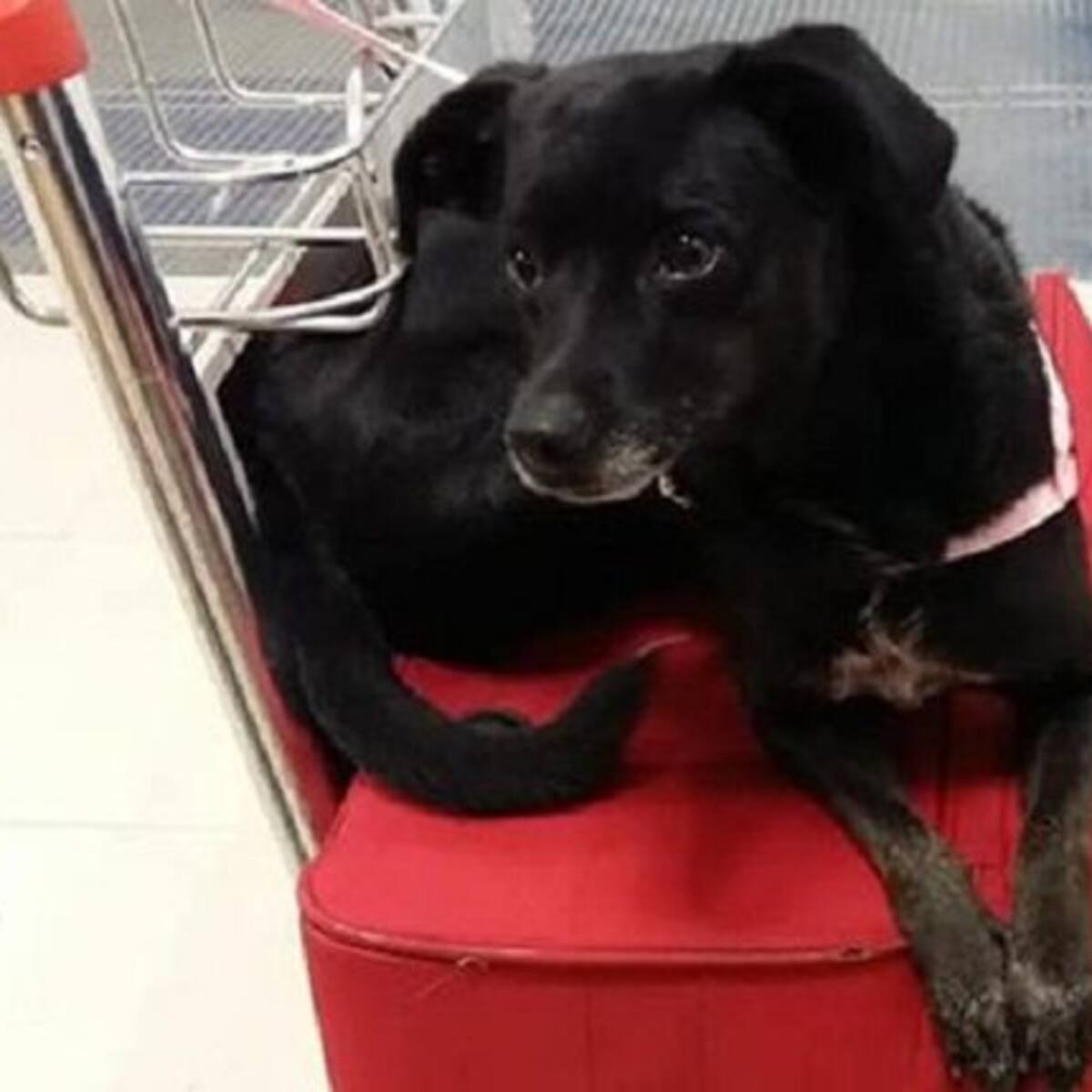 Continúa la búsqueda de la perrita ‘Piny’ en los alrededores del aeropuerto de Barajas