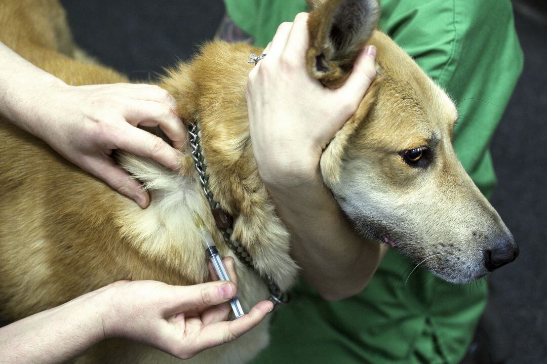 El Colegio Oficial de Veterinarios de Palencia recomienda a los ciudadanos ucranianos recién llegados a acudir con sus mascotas a los profesionales sanitarios