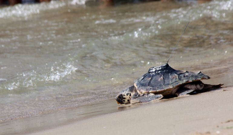 Una de les tortugues alliberades aquest dimecres a la Platja Llarga