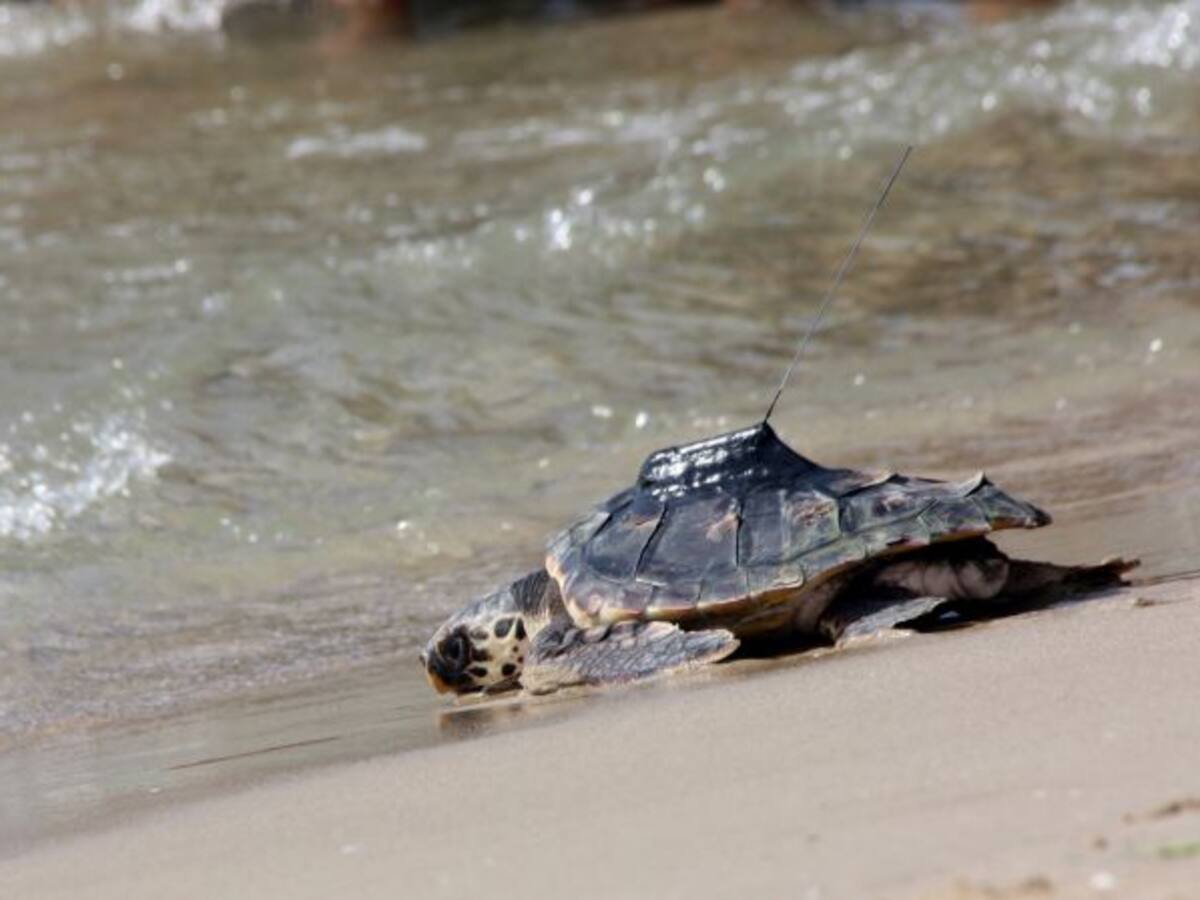 Tres tortugues nascudes a la platja llarga han sigut alliberades aquest dimecres