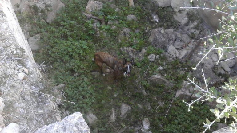 El perro en el aljibe donde cayó, en la zona de la Plana Justa en el Montgó.