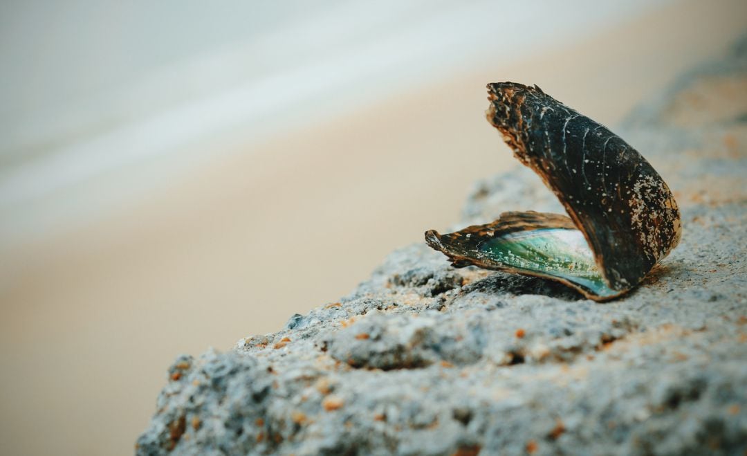 Una ostra en la playa.