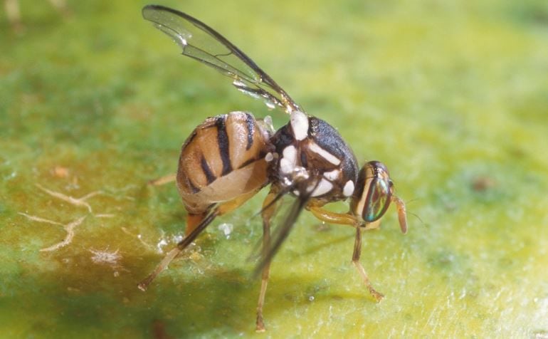 Un ejemplar de mosca del olivo