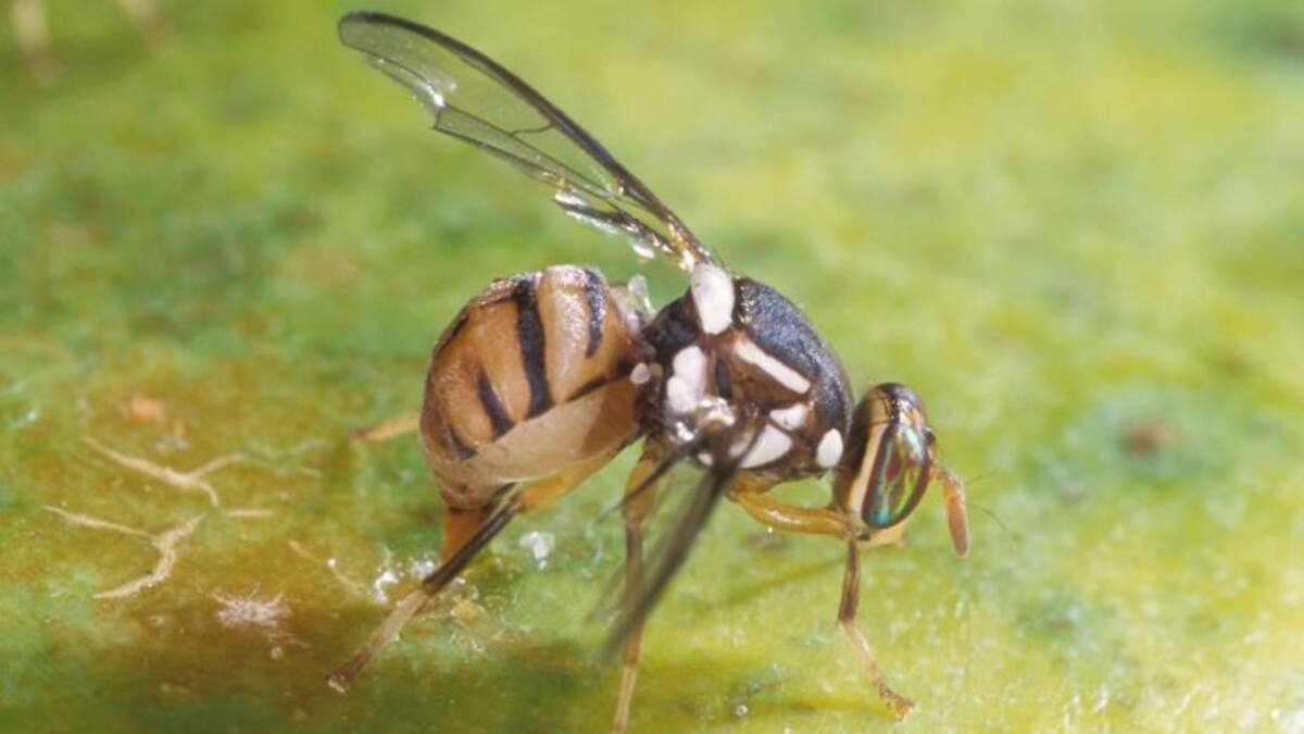 Quieren liberar miles de moscas transgénicas en Tarragona