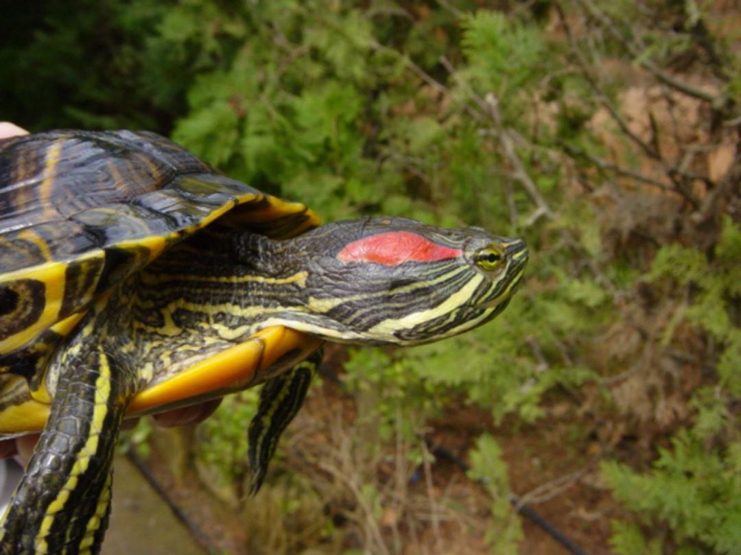 Desde el Consitorio de Oliva se ha detectado ejemplares de tortugas invasoras en la Vall de les Fonts.