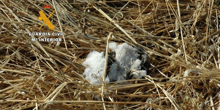 Nido de una de las especies en protección