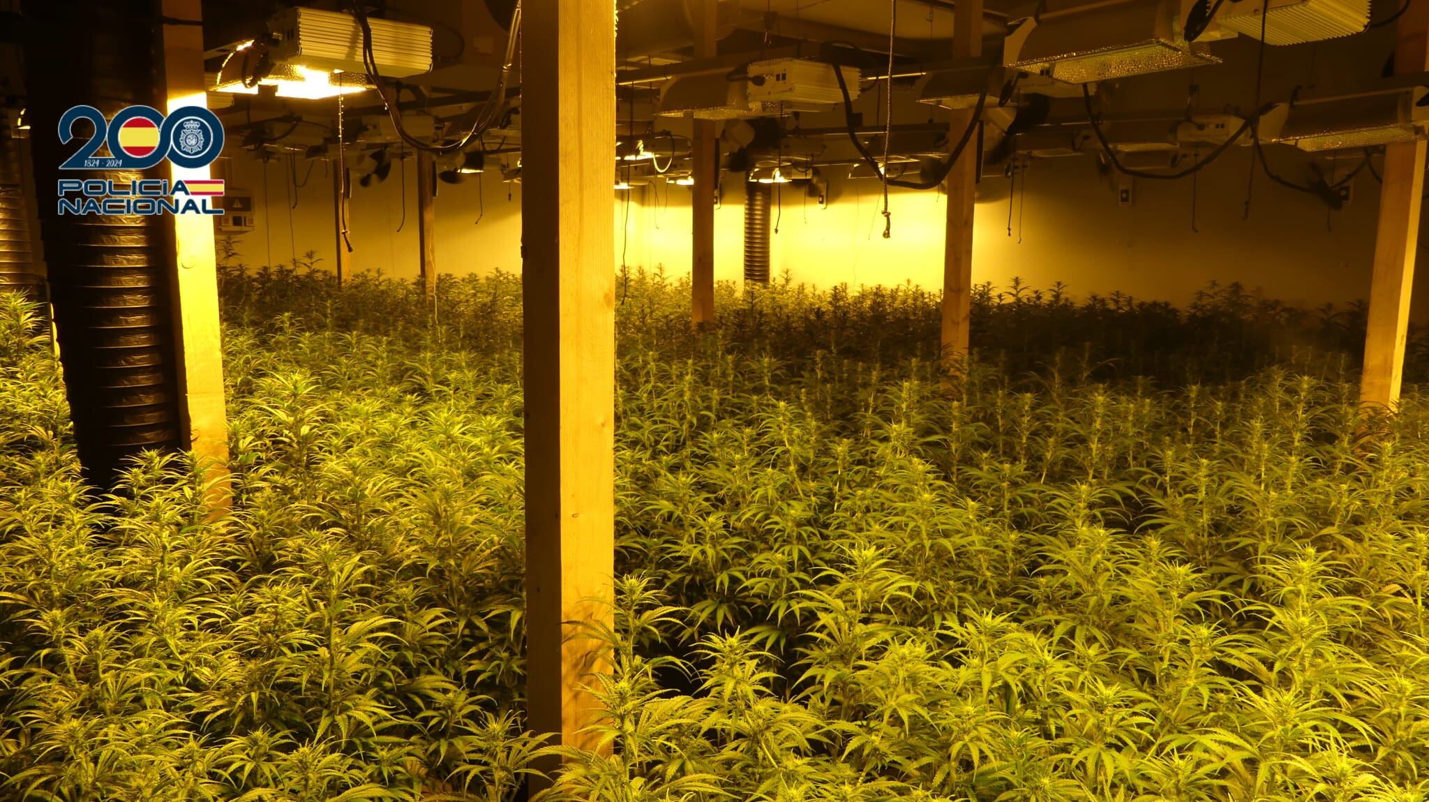 La Policía Nacional desmantela una organización criminal de cultivo "indoor" de marihuana