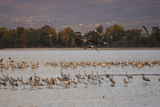 Grullas en el embalse de El Rosarito. Imagen cedida por el Ayuntamiento de Candeleda