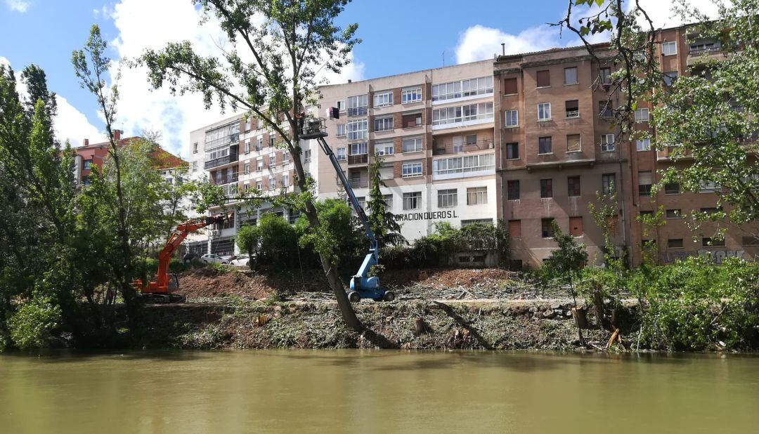 La tala deja un gran espacio abierto en el margen del río