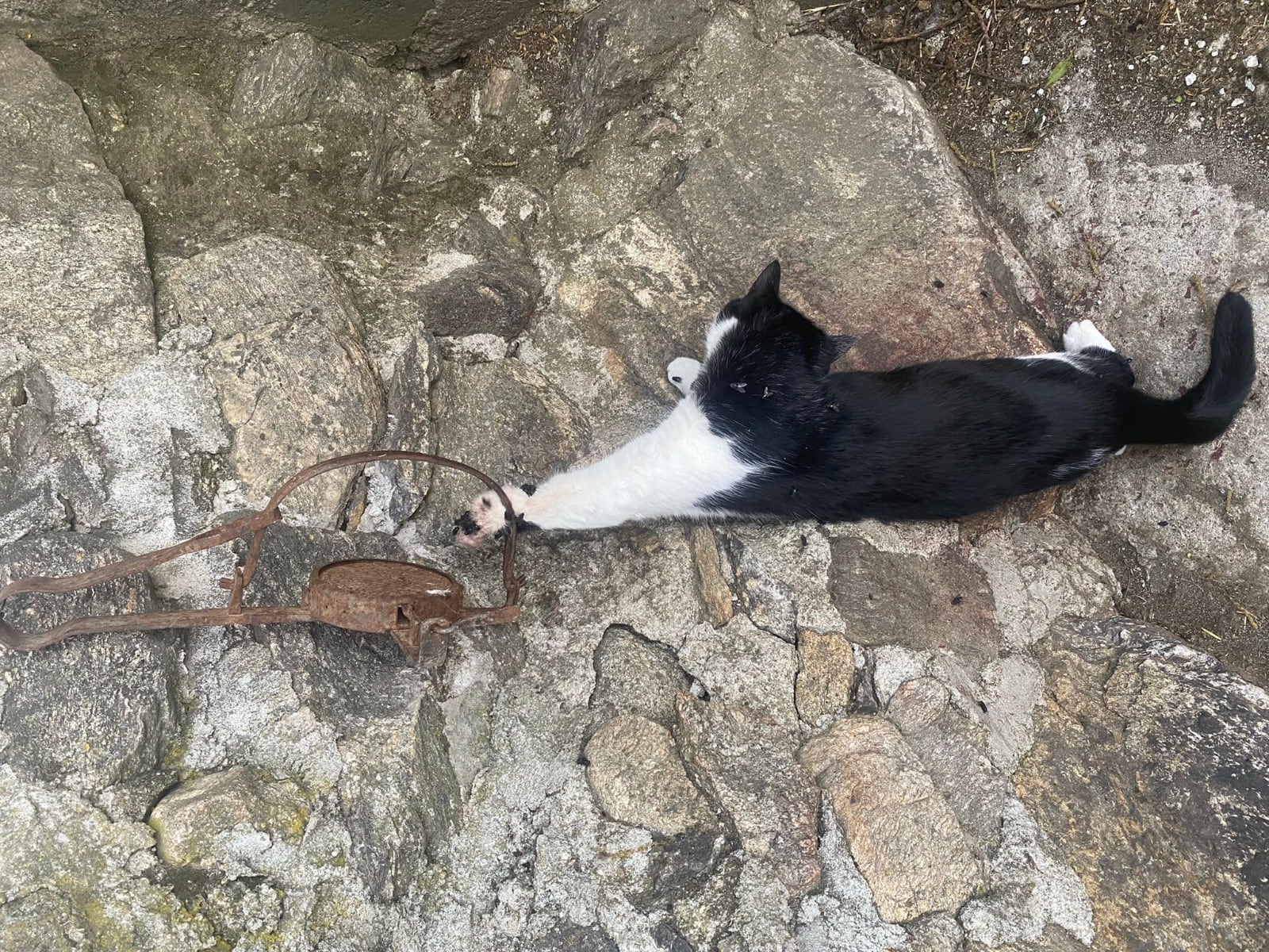 Investigan a un hombre por usar cepos para cazar gatos en Bustarviejo