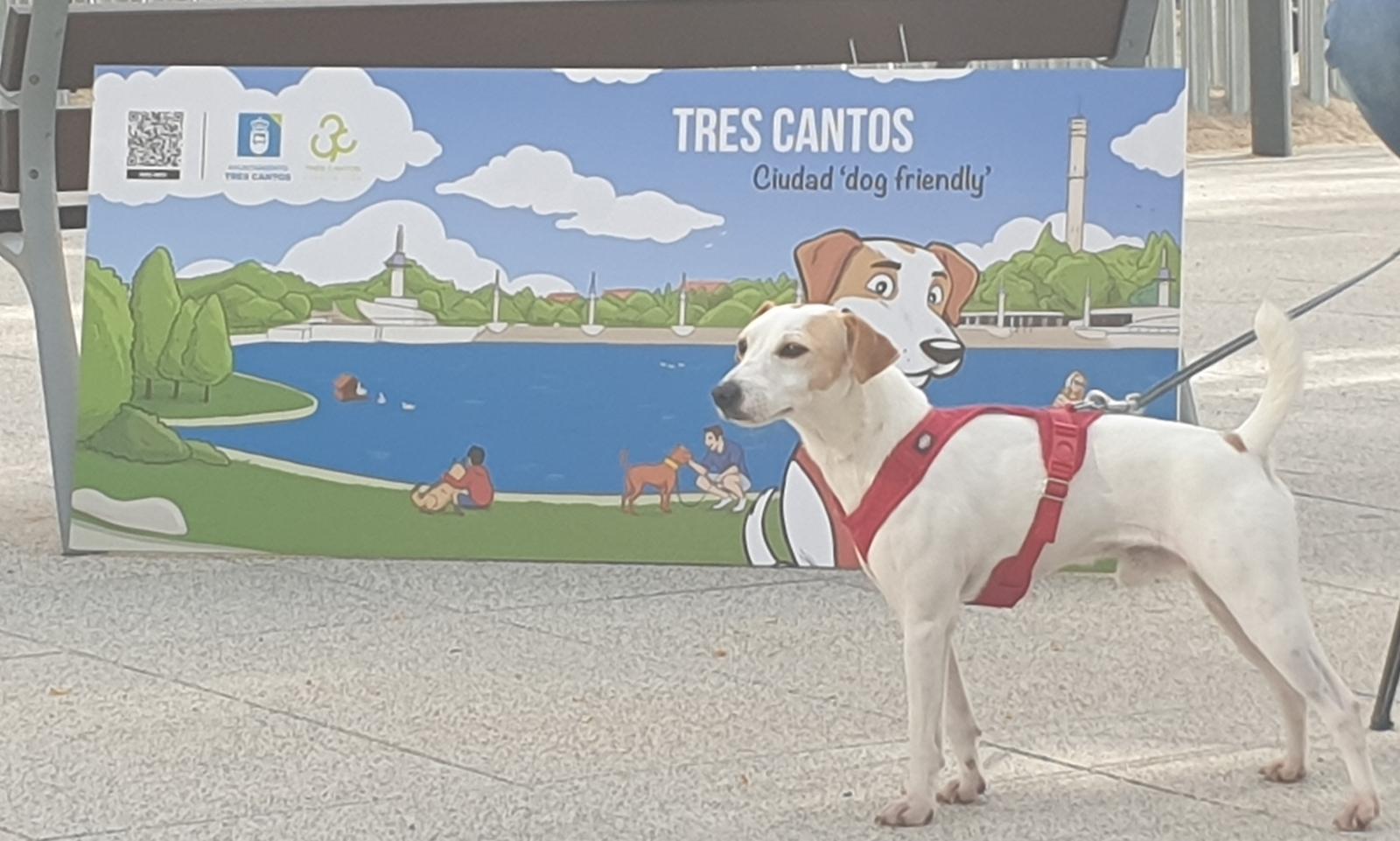 Pipper, el primer perro turista, posa durante la presentación de la guía &quot;Tres Cantos Ciudad Dog Friendly&quot;