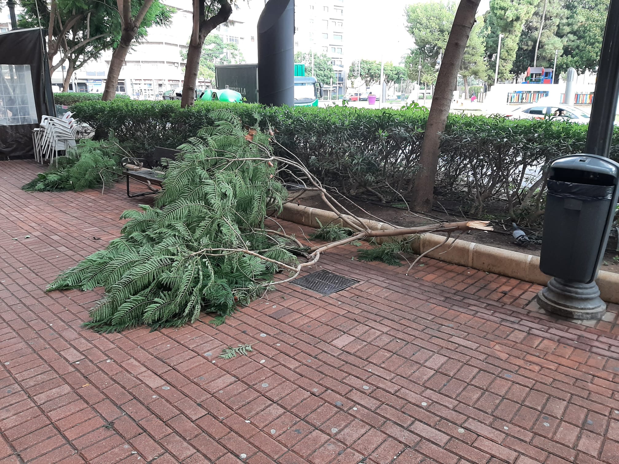 Caídas de árboles en Plaza España Cartagena