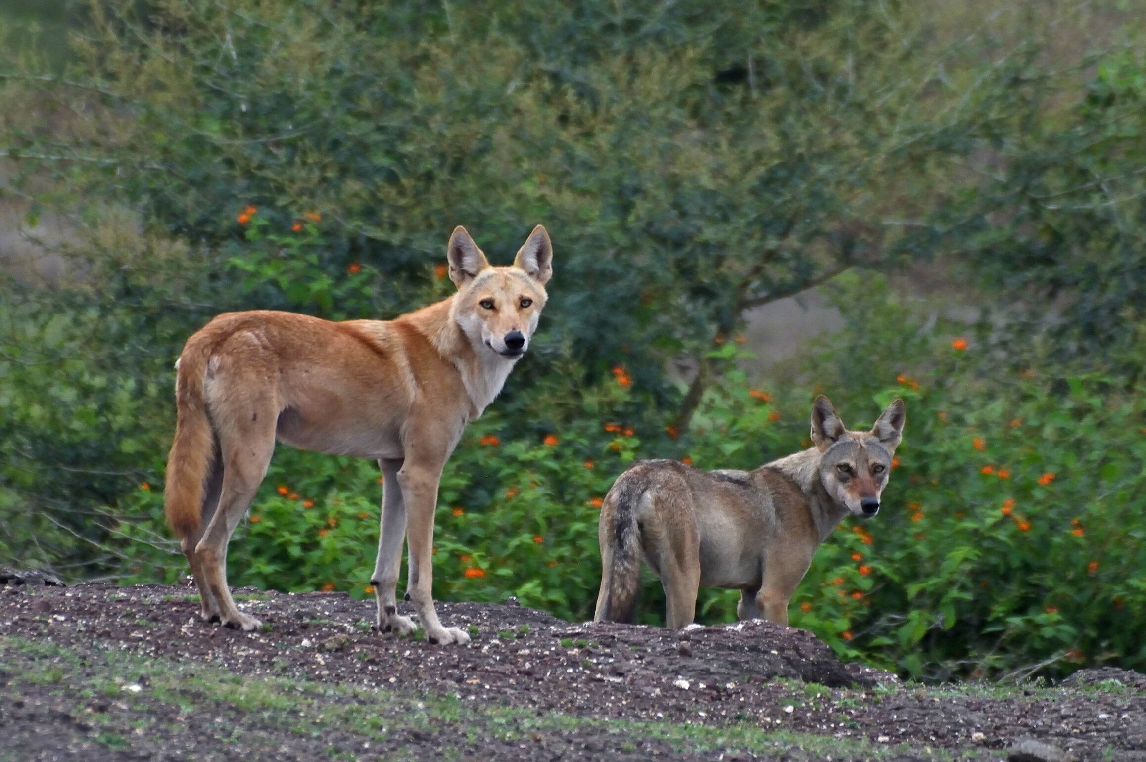 NUEVA DELHI, 21/09/2024.- Son seis 'lobos asesinos', según los habitantes de un poblado del estado de Uttar Pradesh, en el norte de la India, que se muestran aterrorizados tras la muerte de nueve niños en extraños ataques para los que los expertos todavía buscan una explicación. Las rondas de equipos nocturnos, compuestos por lugareños, para dar cacería a los seis lobos avistados en al menos treinta pueblos del distrito de Bahraich, cerca de la frontera con Nepal, se han convertido en un ritual los últimos meses. Mientras los niños se quedan en las casas durmiendo, los hombres salen a las calles oscuras con palos y linternas, esperando evitar que los depredadores lleguen a las aldeas. EFE/The Grasslands India/mihir Godbole