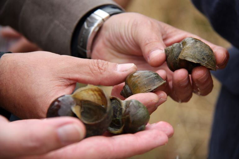El caragol poma té un cicle de creixement i de reproducció molt ràpid
