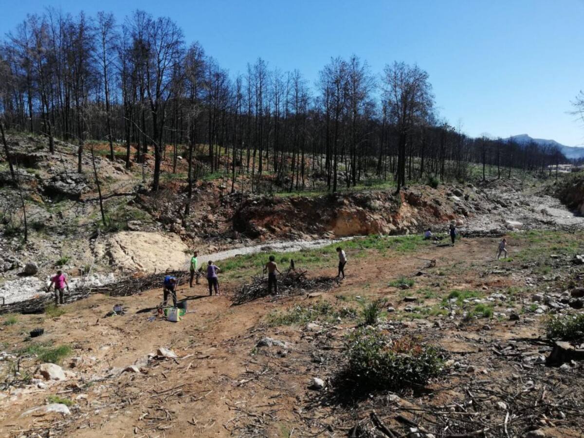 Los trabajos de regeneración de la zona quemada de Marxuquera se reactivarán en septiembre
