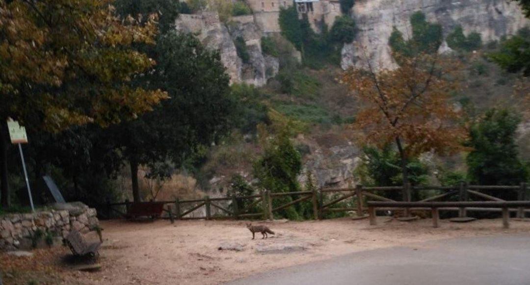 Zorros en el Casco Antiguo de Cuenca