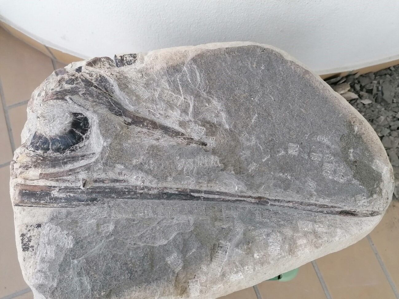 Un equipo internacional, en el que se integran investigadores del grupo Aragosaurus-IUCA de la Universidad de Zaragoza (noreste), ha identificado una nueva especie de ictiosaurio a partir de un fósil excepcionalmente conservado hallado en la costa atlántica de Portugal