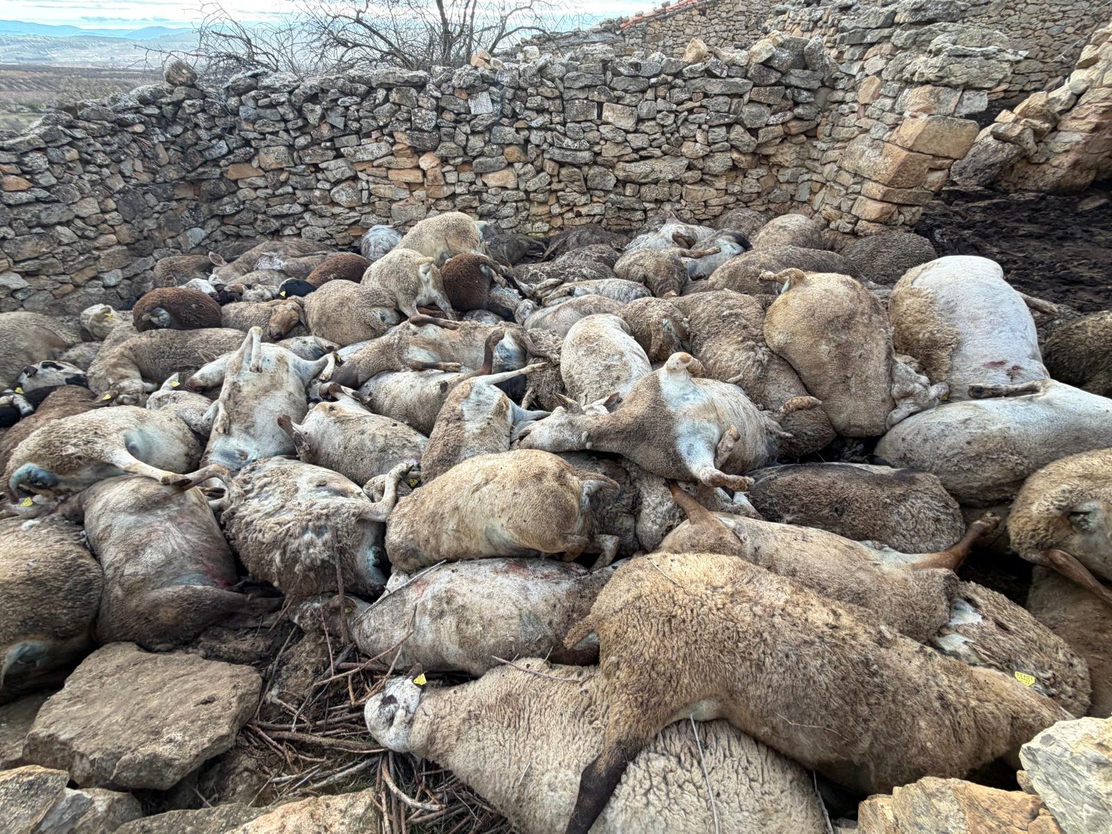 Mueren 122 ovejas amontonadas por pánico ante la presencia de animales salvajes en Aras de los Olmos
