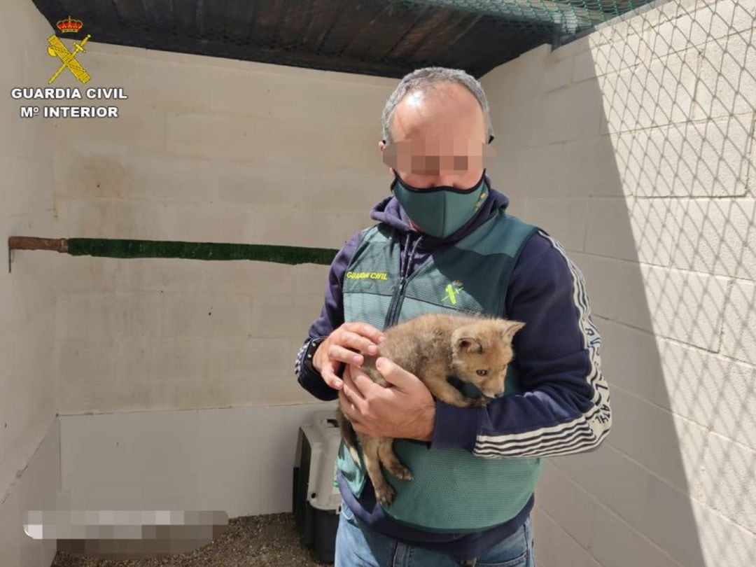 Un agente con el ejemplar de zorro común rescatado