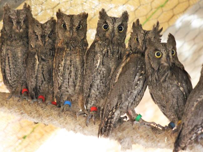 Imatge de les cries que s'han cuidat enguany al Centre de Recuperació de la Fauna Silvestre de Menorca.