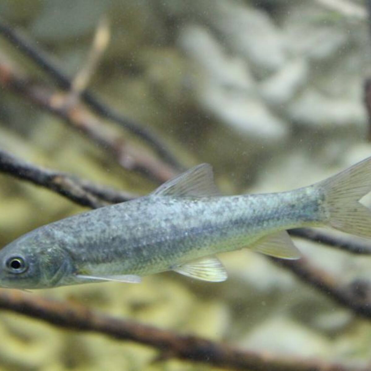 Se estrena estanque en el acuario del Cuartel de Artillería